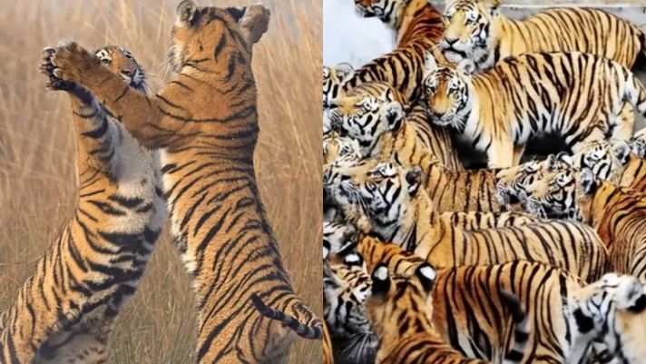 Quốc gia nào có nhiều hổ nhất trên thế giới? Số lượng chiếm đến gần một nửa 