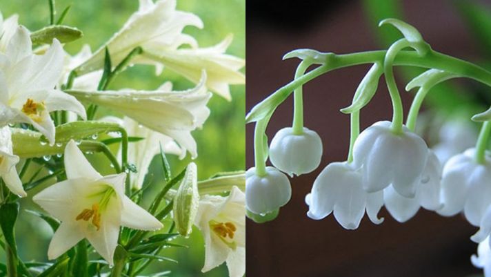 Điểm danh những loài hoa đẹp vô thực nhưng chứa chất độc nguy hiểm, Việt Nam có 1 loài hoa rất phổ biến