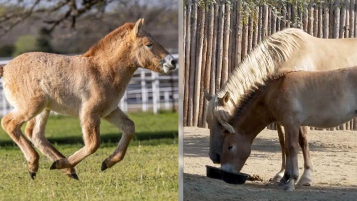 Cận cảnh 2 con ngựa nhân bản từ loài ngựa đã chết cách đây hơn 20 năm