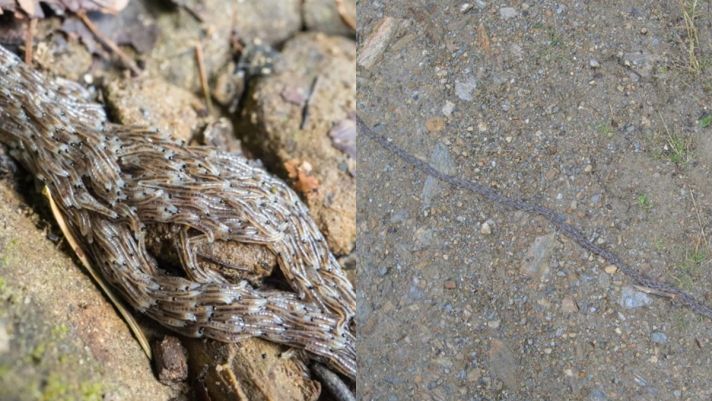 Vạch trần bí ẩn loài 'sâu rắn' kỳ quái khiến giới khoa học hoang mang suốt gần 20 năm trước