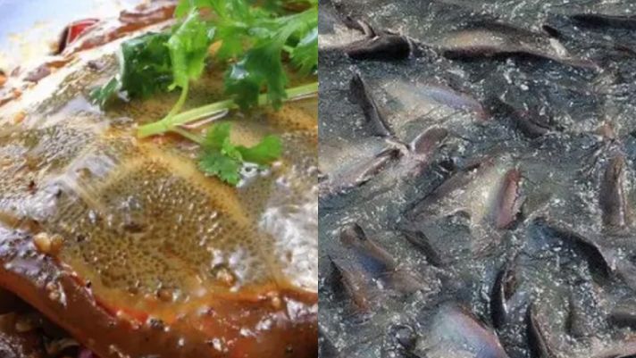 Loài cá bị hiểu lầm nhất Trung Quốc, chứa cả ‘kho báu’ nhưng lại bị coi thường!