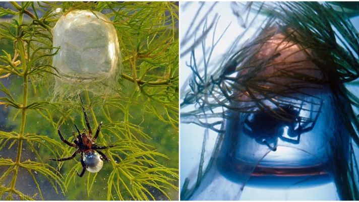 Loài nhện thủy sinh duy nhất tạo ra mạng nhện dưới nước, có cách giao phối kì lạ, ăn thịt cả đồng loại