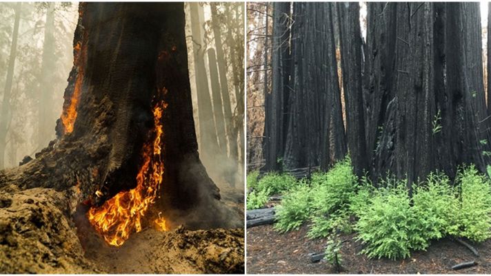 Kinh ngạc loại cây gỗ bị cháy rụi vẫn có thể mọc mầm