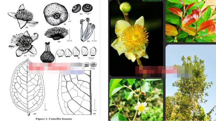 Việt Nam vừa phát hiện loài hoa cực kỳ quý hiếm, công bố khiến cả thế giới phải sửng sốt