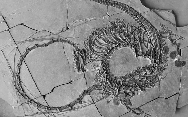 Phát hiện hóa thạch ‘rồng’ 240 triệu năm tuổi tuyệt đẹp ở Trung Quốc, chỉ riêng phần cổ đã dài 2,3m