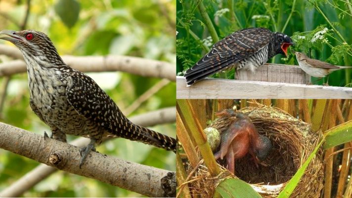 Việt Nam sở hữu loài chim bạc tình, lưu manh nhất thế giới: Ác từ trong trứng, miễn nhiễm với độc tố
