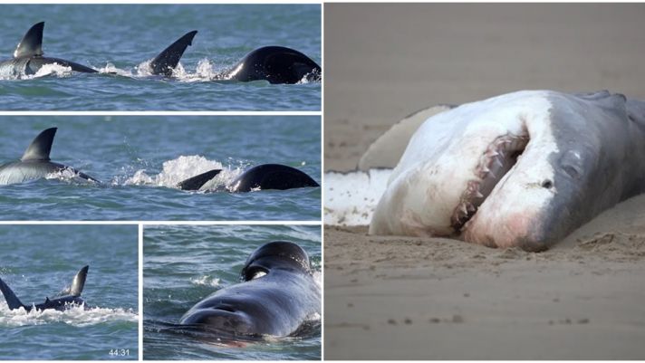 Cá voi sát thủ giết chết cá mập trắng chỉ trong vòng chưa đầy 2 phút bằng cách moi gan kinh hoàng