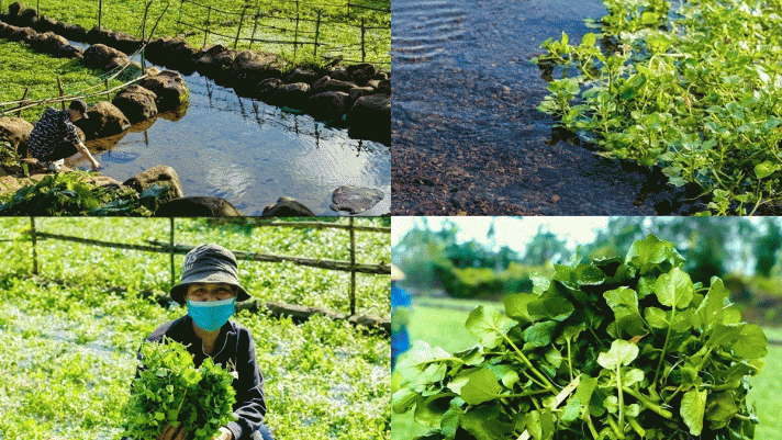 Loại rau sạch nhất Việt Nam: Được tưới nước giếng cổ 5.000 năm, rau sẽ chết nếu trồng nước bẩn