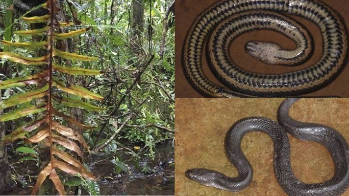 Giới nghiên cứu sửng sốt khi Việt Nam phát hiện loài rắn mới, cả thế giới chỉ nước ta mới có