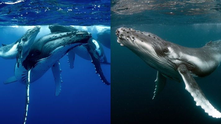 Chiêm ngưỡng cá voi xanh biểu diễn giao phối lớn nhất trên trái đất