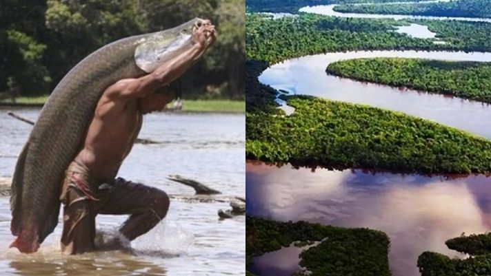 Sông Amazon có gì đáng sợ đến thế? Đọc xong  mới hiểu chẳng trách chẳng có ai dám bước xuống!