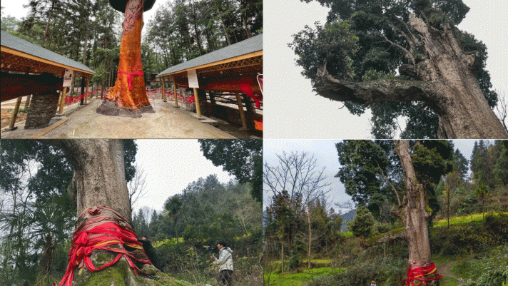 Cây gỗ quý hiếm 4300 tuổi cao 11 mét - kiệt tác thiên nhiên: Chủ nhân từ chối dù được trả 864 tỷ 
