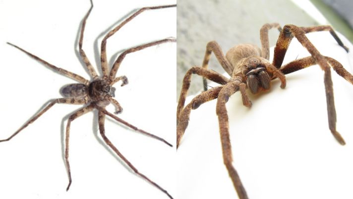 Khám phá loài nhện lớn nhất thế giới: Săn mồi tuyệt đỉnh, chân sải dài như con cua