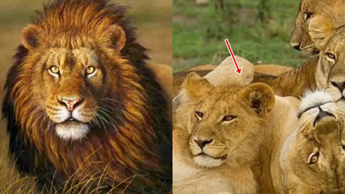 Sung sướng như sư tử đực: Không đi săn mà  để con cái 'ra mặt', lý do là vì đặc điểm này trên cơ thể!