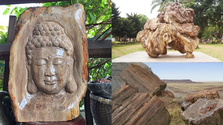 Loại gỗ hóa ngọc siêu quý hiếm của Việt Nam: Tuổi thọ hàng trăm triệu năm, giá hơn 600 tỷ đồng