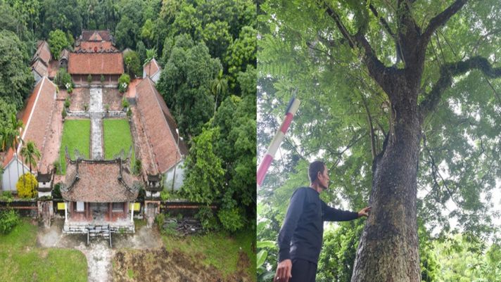 Loại cây được coi là báu vật tự nhiên tại Việt Nam, có giá hàng chục tỷ hiếm có khó mua được