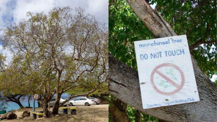 Loài cây nguy hiểm nhất hành tinh, khiến con người tử vong theo cách không thể ngờ tới