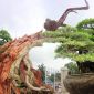 Bonsai cổ thụ dáng cực lạ giá cả trăm triệu ngóng 'đại gia' dịp Tết