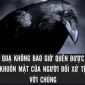 Sự thật bất ngờ về trí thông minh của loài Quạ: IQ cao bằng một đứa trẻ lên 7