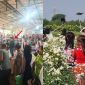 Bãi đá sông Hồng 'thất thủ': Người người chen chúc chụp ảnh với cúc họa mi