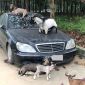 Mercedes-Benz S350 bị bỏ rơi trên đường, dê leo lên nắp capo ngủ