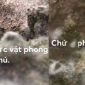 Ám ảnh nồi cơm điện thời nghỉ học chống dịch: Mốc meo, rêu phủ như thảm thực vật