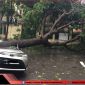 Hà Nội mưa giông lớn, cây đổ đè bẹp xe Toyota Vios