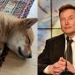 Đăng một bức ảnh chó cưng, Elon Musk làm tiền ảo tăng giá gần 1000%