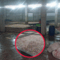 Tổng cục Quản lý thị trường thông tin về việc vừa tiêu hủy 7,1 tấn lòng lợn bốc mùi tại Bắc Ninh