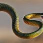 Đất nước duy nhất trên thế giới không hề có bóng dáng loài rắn, lý do đến nay vẫn gây tranh cãi