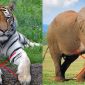 Bất ngờ động vật mạnh nhất hành tinh: Nhỏ xíu chỉ ngang hạt muối, hổ hay voi vẫn còn phải 'hít khói'