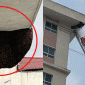 Quá trình Công an TP.Hải Phòng xử lý tổ ong có đường kính khoảng 2 mét trên tầng 9 chung cư 