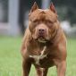 Sau nhiều vụ Pitbull cắn người gây thương vong, Bộ NN-PTNT trả lời đề xuất cấm nuôi chó dữ