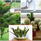 Những loài cây khắc tinh nhất khi đặt trong nhà, gia chủ cần tránh nếu không muốn bị hút cạn tài lộc