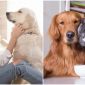 Những căn bệnh nguy hiểm có thể lây từ thú cưng, 99% người nuôi chưa chắc biết điều này