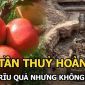 Giải mã bí ẩn: Giữa lăng mộ Tần Thủy Hoàng mọc lên 1 cây xanh, sự thật đằng sau khiến ai cũng choáng