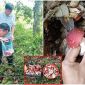 1 loại nấm ở Việt Nam chỉ mọc vào ban đêm: 1 vị thuốc được ví như ‘vàng đỏ’, cấm ngồi hái vì 1 lý do