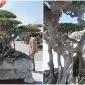 ‘Siêu cây cảnh’ thế bonsai ‘độc nhất vô nhị’ có giá khủng, nhiều người chỉ ngắm không dám mua