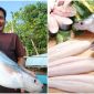 Loài cá quý hiếm là đặc sản Việt Nam: Rất ‘nhát chết’, chỉ cần 1 động tĩnh nhỏ là bỏ ăn nửa tháng