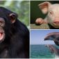 Bất ngờ 7 loài động vật thông minh nhất thế giới: Cá heo đứng thứ 2, ngỡ ngàng vị trí của lợn