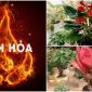 Mệnh Hỏa nên trồng ngay 5 loại cây này ở trong nhà để thêm giàu sang, phú quý, tiền vào như nước
