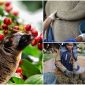 Cà phê được ‘phù phép’ bằng phân động vật: Việt Nam có loại giá 70 triệu đồng/kg, hương vị đặc trưng ‘có một không hai’