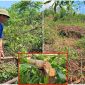 Lão nông ở Nghệ An đau đớn khi khu rừng hơn 3.000 cây gỗ bị kẻ xấu chặt phá, phun hóa chất chết khô