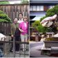 Những cây bonsai cổ thụ ‘sống thọ’ nhất thế giới: Cây ở Nhật bị đánh bom không chết, siêu cây vô giá
