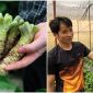 Loại củ làm gia vị đắt đỏ nhất thế giới được trồng tại Việt Nam: 2 năm mới được thu hoạch, giá 6 triệu/kg