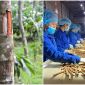 Việt Nam sở hữu ‘sản vật trời ban’, đứng thứ 3 thế giới về sản lượng: 1 năm thu về hơn 6 nghìn tỷ đồng