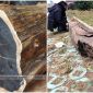 Lão nông vớt được khúc gỗ nặng 600kg ở ven sông: Cưa 1 miếng ra, ngã ngửa là gỗ quý đắt đỏ bậc nhất
