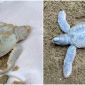Ngỡ ngàng rùa biển bạch tạng độc nhất mới chào đời ở Côn Đảo: Tỉ lệ 1 trong hàng trăm nghìn con mới có