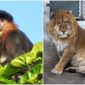 5 loài động vật lai kì lạ nhất thế giới: Con lai của khỉ vòi và voọc bạc trông sẽ như thế nào?