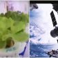 Trung Quốc trồng thành công rau diếp và cà chua trên trạm vũ trụ Thiên Cung